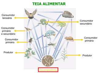 TEIA ALIMENTAR

Consumidor
terceário
                                   Consumidor
                                   secundário
Consumidor
 primário
e secundário
                                      Consumidor
   Consumidor
                                      primário
   primário



  Produtor
                                    Produtor




                  Decompositores
 