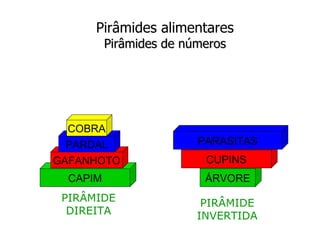 Pirâmides alimentares
          Pirâmides de números
  PIRÂMIDES ECOLÓGICAS



  COBRA
  PARDAL                 PARASITAS
GAFANHOTO                 CUPINS
  CAPIM                   ÁRVORE
 PIRÂMIDE                 PIRÂMIDE
  DIREITA                INVERTIDA
 
