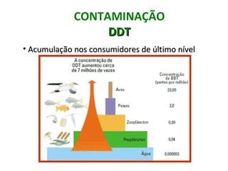 CONTAMINAÇÃO
                  DDT
• Acumulação nos consumidores de último nível
 