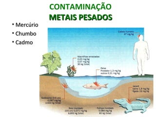 CONTAMINAÇÃO
             METAIS PESADOS
• Mercúrio
• Chumbo
• Cadmo
 