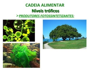 CADEIA ALIMENTAR
       Níveis tróficos
PRODUTORES FOTOSSINTETIZANTES:
 