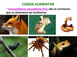 CADEIA ALIMENTAR
* Consumidores secundários (C2): são os carnívoros
que se alimentam de herbívoros.
 