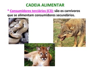 CADEIA ALIMENTAR
* Consumidores terciários (C3): são os carnívoros
que se alimentam consumidores secundários.
 