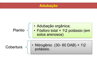 Adubação
Plantio
• Adubação orgânica;
• Fósforo total + 12 potássio (em
solos arenosos)
Cobertura
• Nitrogênio (30- 60 DAB) + 12
potássio.
 