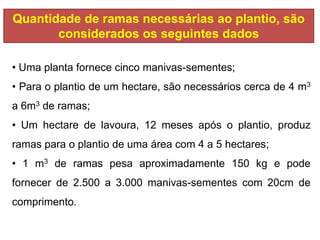 • Uma planta fornece cinco manivas-sementes;
• Para o plantio de um hectare, são necessários cerca de 4 m3
a 6m3 de ramas;
• Um hectare de lavoura, 12 meses após o plantio, produz
ramas para o plantio de uma área com 4 a 5 hectares;
• 1 m3 de ramas pesa aproximadamente 150 kg e pode
fornecer de 2.500 a 3.000 manivas-sementes com 20cm de
comprimento.
Quantidade de ramas necessárias ao plantio, são
considerados os seguintes dados
 