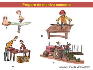 Preparo da maniva-semente
Adaptado: FIAHO; VIEIRA (2011)
 