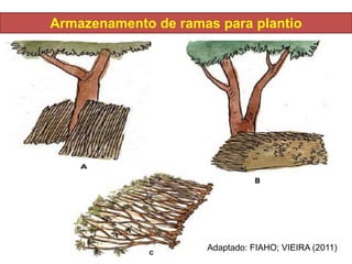Armazenamento de ramas para plantio
Adaptado: FIAHO; VIEIRA (2011)
 