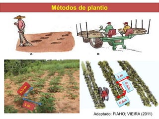 Métodos de plantio
Adaptado: FIAHO; VIEIRA (2011)
 