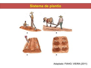 Sistema de plantio
Adaptado: FIAHO; VIEIRA (2011)
 