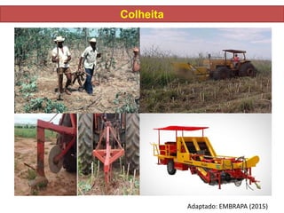 Colheita
Adaptado: EMBRAPA (2015)
 