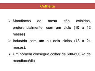 Colheita
 Mandiocas de mesa são colhidas,
preferencialmente, com um ciclo (10 a 12
meses)
 Indústria com um ou dois ciclos (18 a 24
meses).
 Um homem consegue colher de 600-800 kg de
mandioca/dia
 