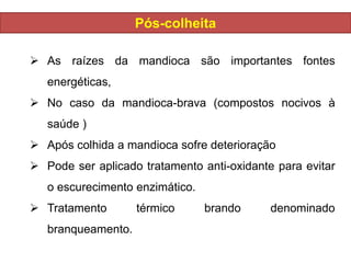 Pós-colheita
 As raízes da mandioca são importantes fontes
energéticas,
 No caso da mandioca-brava (compostos nocivos à
saúde )
 Após colhida a mandioca sofre deterioração
 Pode ser aplicado tratamento anti-oxidante para evitar
o escurecimento enzimático.
 Tratamento térmico brando denominado
branqueamento.
 