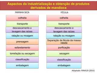 Aspectos da industrialização e obtenção de produtos
derivados de mandioca
FARINHA SECA FÉCULA
colheita
transporte
descascamento e
lavagem das raízes
ralação ou moagem
prensagem
esfarelamento
torrefação ou secagem
classificação
embalagem
colheita
transporte
descascamento e
lavagem das raízes
ralação ou moagem
Separação da fécula da massa
ralada
purificação
secagem
classificação
embalagem
Adaptado: RINALDI (2011)
 