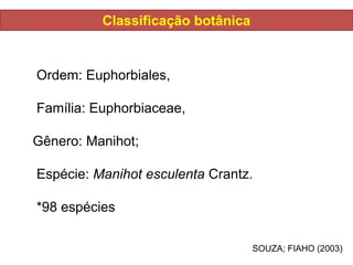 Classificação botânica
Ordem: Euphorbiales,
Família: Euphorbiaceae,
Gênero: Manihot;
Espécie: Manihot esculenta Crantz.
*98 espécies
SOUZA; FIAHO (2003)
 