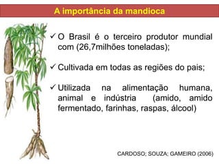 A importância da mandioca
 O Brasil é o terceiro produtor mundial
com (26,7milhões toneladas);
 Cultivada em todas as regiões do pais;
 Utilizada na alimentação humana,
animal e indústria (amido, amido
fermentado, farinhas, raspas, álcool)
CARDOSO; SOUZA; GAMEIRO (2006)
 