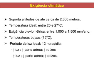  Suporta altitudes de até cerca de 2.300 metros;
 Temperatura ideal: entre 20 e 27ºC;
 Exigência pluviométrica: entre 1.000 a 1.500 mm/ano;
 Temperaturas baixas (15ºC);
 Período de luz ideal: 12 horas/dia;
- ↑luz ; ↑ parte aérea; ↓ raízes
- ↑ luz ; ↓ parte aérea; ↑ raízes.
Exigência climática
 