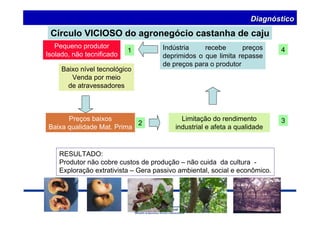 Diagnóstico 
Círculo VICIOSO do agronegócio castanha de caju 
Pequeno produtor 
Isolado, não tecnificado 
Baixo nível tecnológico 
Venda por meio 
de atravessadores 
Preços baixos 
Baixa qualidade Mat. Prima 
Indústria recebe preços 
deprimidos o que limita repasse 
de preços para o produtor 
Limitação do rendimento 
industrial e afeta a qualidade 
1 
4 
2 3 
RESULTADO: 
Produtor não cobre custos de produção – não cuida da cultura - 
Exploração extrativista – Gera passivo ambiental, social e econômico. 
 