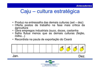 Antecedentes 
Caju – cultura estratégica 
• Produz na entressafra das demais culturas (set – dez) 
• Oferta postos de trabalho na fase mais crítica da 
agricultura 
• Gera empregos industriais (suco, doces, castanha 
• Safra flutua menos que as demais culturas (feijão, 
milho...) 
• Recordista na pauta de exportação do Ceará 
Jan. Dez. 
 