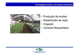 Tecnologias atuais e em desenvolvimento 
• Produção de mudas 
• Substituição de copa 
• Irrigação 
• Controle fitossanitário 
 