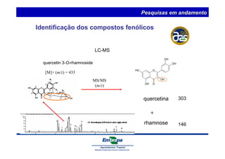 LC-MS 
quercetin 3-O-rhamnoside 
[M]+ (m/z) = 433 
Pesquisas em andamento 
quercetina 
+ 
rhamnose 
MS/MS 
(m/z) 
303 
146 
Identificação dos compostos fenólicos 
HO O 
OH 
OH 
OH 
OH O 
 