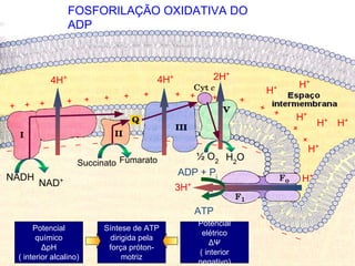 CADEIA RESPIRATÓRIA E FOSFORILAÇÃO OXIDATIVA - Biquímica | PDF