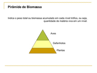 Pirâmide de Biomassa Indica o peso total ou biomassa acumulado em cada nível trófico, ou seja, quantidade de matéria viva em um nível. Aves Gafanhotos Plantas 