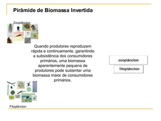 Pirâmide de Biomassa Invertida Quando produtores reproduzem rápida e continuamente, garantindo a subsistência dos consumidores primários, uma biomassa aparentemente pequena de produtores pode sustentar uma biomassa maior de consumidores primários. Fitoplâncton Zooplâncton 