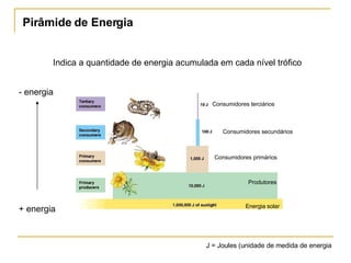 Pirâmide de Energia Indica a quantidade de energia acumulada em cada nível trófico Energia solar Produtores Consumidores primários Consumidores secundários Consumidores terciários J = Joules (unidade de medida de energia + energia - energia 