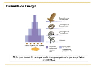 Pirâmide de Energia Energia retida no sistema vivo Energia perdida pelo sistema vivo Note que, somente uma parte da energia é passada para o próximo nível trófico. 