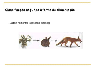 Classificação segundo a forma de alimentação - Cadeia Alimentar (seqüência simples) 