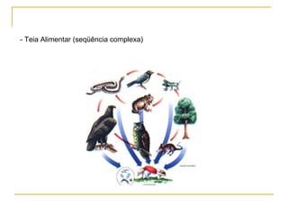 - Teia Alimentar (seqüência complexa) 
