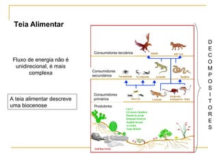 Teia Alimentar Fluxo de energia não é unidirecional, é mais complexa A teia alimentar descreve uma biocenose D E C O M P O S I T O R E S Consumidores terciários Consumidores secundários Consumidores primários Produtores  