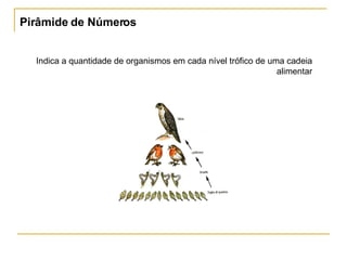 Pirâmide de Números Indica a quantidade de organismos em cada nível trófico de uma cadeia alimentar 