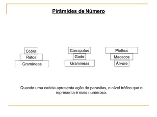 Pirâmides de Número Quando uma cadeia apresenta ação de parasitas, o nível trófico que o representa é mais numeroso. Gramíneas Ratos Cobra Gramíneas Gado Carrapatos Árvore Macacos Piolhos 