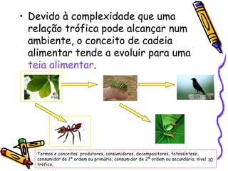 Devido à complexidade que uma relação trófica pode alcançar num ambiente, o conceito de cadeia alimentar tende a evoluir para uma  teia alimentar .  Termos e conceitos: produtores, consumidores, decompositores, fotossíntese, consumidor de 1ª ordem ou primário; consumidor de 2ª ordem ou secundário; nível trófico, 