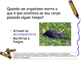 Actuam os  decompositores . Bactérias e fungos. Quando um organismo morre o que é que acontece ao seu corpo passado algum tempo? Termos e conceitos: produtores, consumidores, decompositores, fotossíntese, consumidor de 1ª ordem ou primário; consumidor de 2ª ordem ou secundário; nível trófico, teia alimentar, 