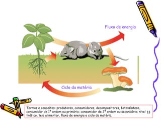 Termos e conceitos: produtores, consumidores, decompositores, fotossíntese, consumidor de 1ª ordem ou primário; consumidor de 2ª ordem ou secundário; nível trófico, teia alimentar, fluxo de energia e ciclo da matéria. Fluxo de energia Ciclo da matéria 