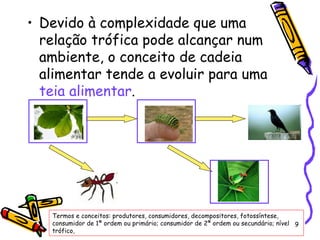 Devido à complexidade que uma relação trófica pode alcançar num ambiente, o conceito de cadeia alimentar tende a evoluir para uma  teia alimentar .  Termos e conceitos: produtores, consumidores, decompositores, fotossíntese, consumidor de 1ª ordem ou primário; consumidor de 2ª ordem ou secundário; nível trófico, 