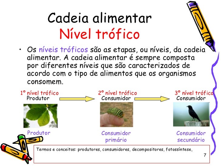 Cadeias Alimentares