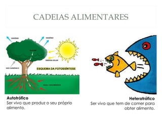 CADEIAS ALIMENTARES Autotrófico Ser vivo que produz o seu próprio alimento. Heterotrófico Ser vivo que tem de comer para obter alimento. 