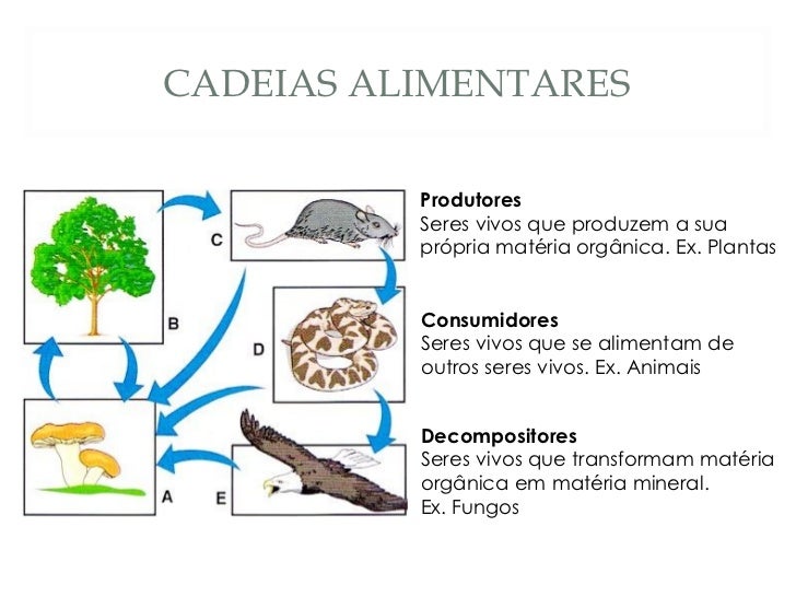 Piramide De Produtores Consumidores E Decompositores Cadeia Alimentar: