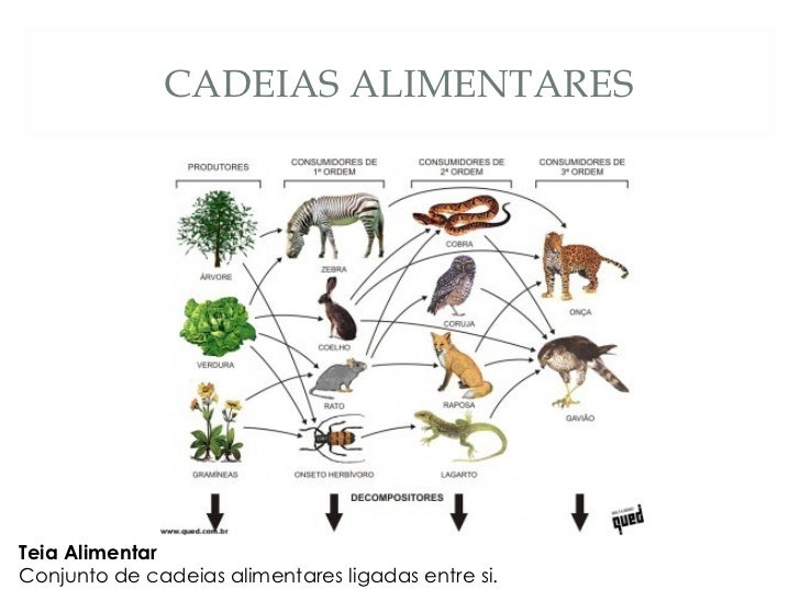 Resultado de imagem para slide sobre ecologia e cadeia alimentar slide slideshare