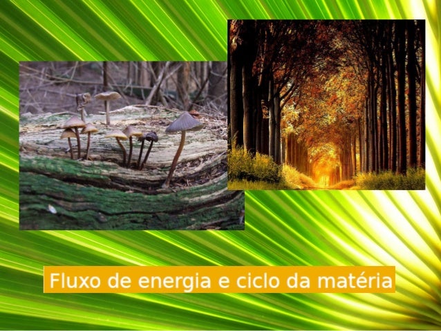 O conjunto de seres vivos de uma comunidade que se alimentam e servem de
alimento uns aos outros constitui uma cadeia alim...