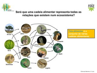 Será que uma cadeia alimentar representa todas as
relações que existem num ecossistema?

Teia alimentar é o
conjunto de várias
cadeias alimentares.

Ciências Naturais / 8.º ano

 