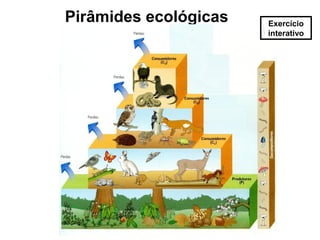 Pirâmides ecológicas

Exercício
interativo

 