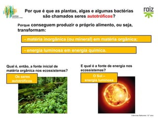 Por que é que as plantas, algas e algumas bactérias
são chamados seres autotróficos?
conseguem produzir o próprio alimento, ou seja,
transformam:
Porque

- matéria inorgânica (ou mineral) em matéria orgânica;
- energia luminosa em energia química.

Qual é, então, a fonte inicial de
matéria orgânica nos ecossistemas?
Os seres
autotróficos

E qual é a fonte de energia nos
ecossistemas?
O Sol –
energia luminosa

Ciências Naturais / 8.º ano

 