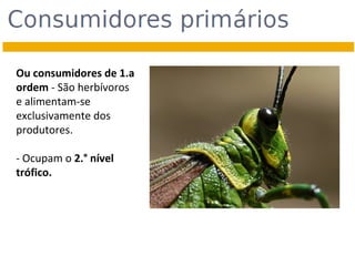 Ou consumidores de 1.a
ordem - São herbívoros
e alimentam-se
exclusivamente dos
produtores.
- Ocupam o 2.° nível
trófico.

 