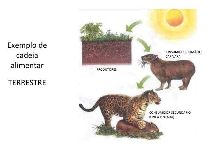 www.CentroApoio.com - Vídeo Aulas - Biologia - Cadeias Alimentares