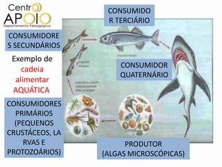 CONSUMIDO
                  R TERCIÁRIO
CONSUMIDORE
S SECUNDÁRIOS
 Exemplo de
                     CONSUMIDOR
    cadeia
                     QUATERNÁRIO
  alimentar
 AQUÁTICA
CONSUMIDORES
  PRIMÁRIOS
  (PEQUENOS
CRUSTÁCEOS, LA
    RVAS E             PRODUTOR
PROTOZOÁRIOS)    (ALGAS MICROSCÓPICAS)
 