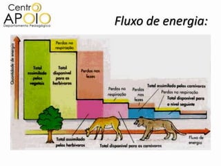 Fluxo de energia:
 